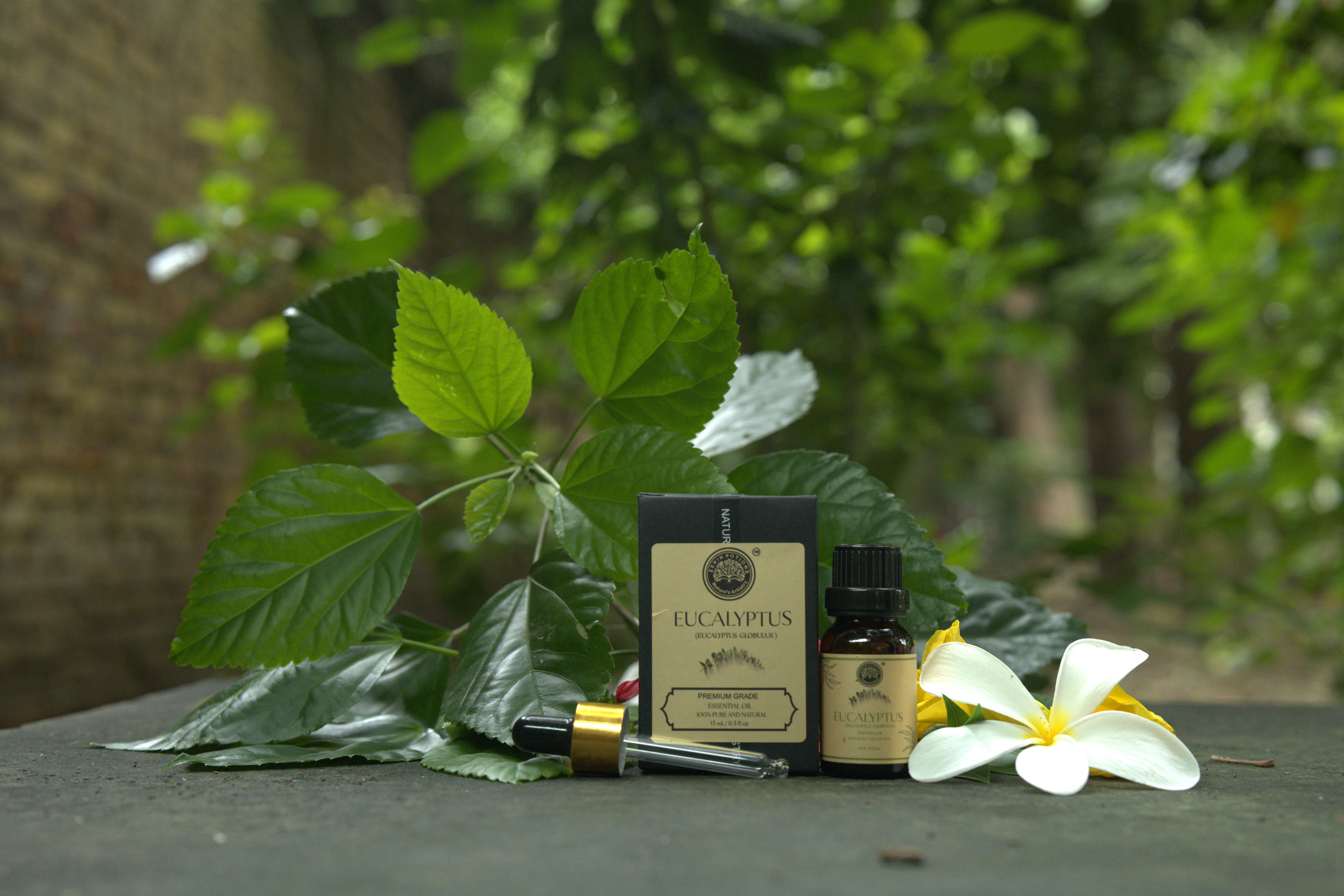 Eucalyptus Oil